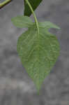 Climbing nightshade